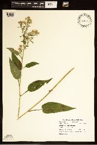 Eurybia macrophylla image