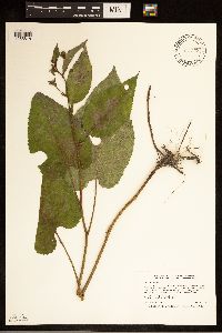 Eurybia macrophylla image