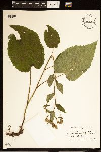 Eurybia macrophylla image