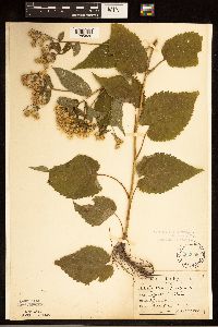 Eurybia macrophylla image