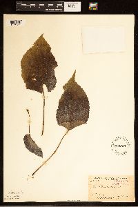 Eurybia macrophylla image