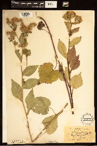 Eurybia macrophylla image