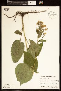 Eurybia macrophylla image