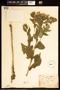 Eurybia macrophylla image