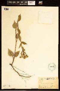 Eurybia macrophylla image