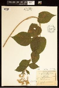 Eurybia macrophylla image