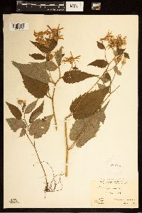 Eurybia divaricata image