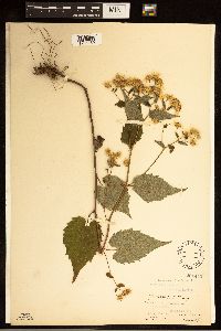 Eurybia divaricata image