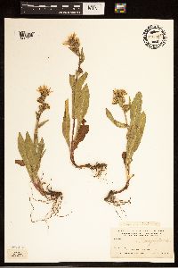 Eurybia macrophylla image