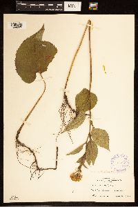 Eurybia macrophylla image