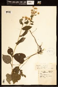 Eurybia macrophylla image