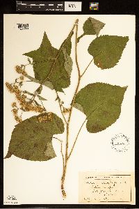 Eurybia macrophylla image