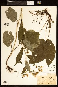 Eurybia macrophylla image