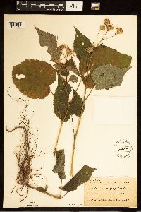 Eurybia macrophylla image