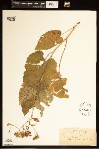 Eurybia macrophylla image