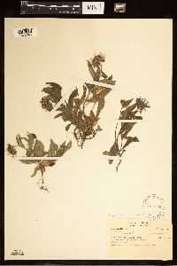 thumbnail image of current specimen
