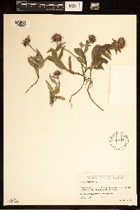 Thumbnail image of current specimen