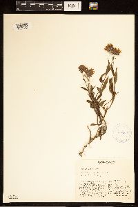 Eurybia sibirica image