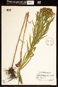 Euthamia graminifolia image