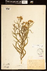 Euthamia graminifolia image