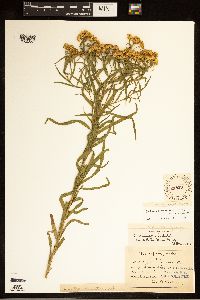 Euthamia graminifolia image