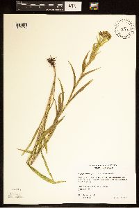Euthamia graminifolia image