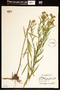Euthamia graminifolia image