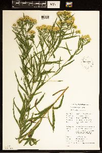 Euthamia graminifolia image