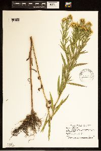 Euthamia graminifolia image