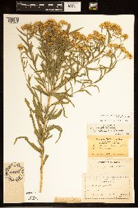 Euthamia graminifolia image