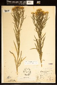 Euthamia gymnospermoides image