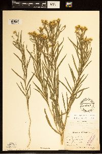 Euthamia gymnospermoides image