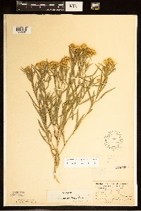 Euthamia gymnospermoides image