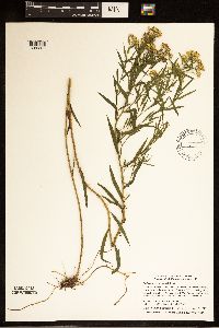 Euthamia graminifolia image