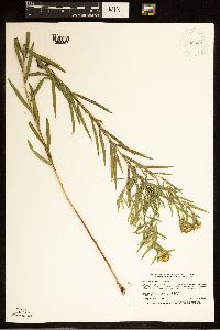 Euthamia graminifolia image