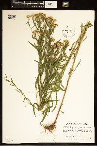 Euthamia graminifolia image