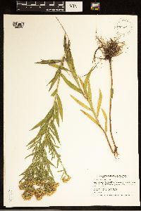 Euthamia graminifolia image