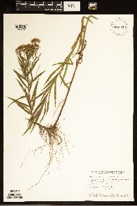 Euthamia graminifolia image