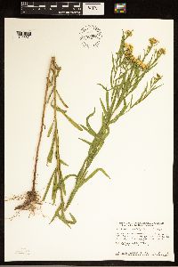Euthamia graminifolia image