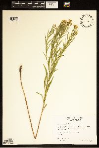 Euthamia graminifolia image
