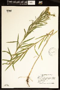 Euthamia graminifolia image