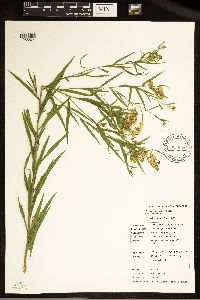Euthamia graminifolia image