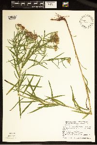 Euthamia graminifolia image