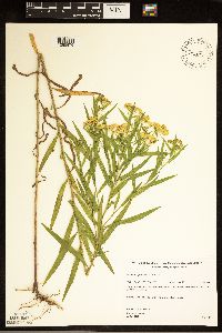 Euthamia graminifolia image