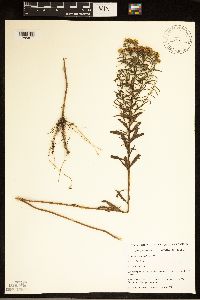 Euthamia graminifolia image