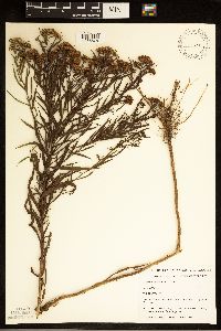 Euthamia graminifolia image