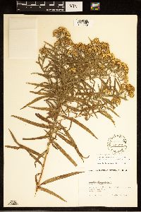 Euthamia graminifolia image