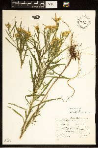 Euthamia graminifolia image