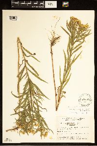 Euthamia graminifolia image