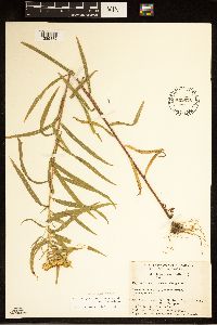 Euthamia graminifolia image